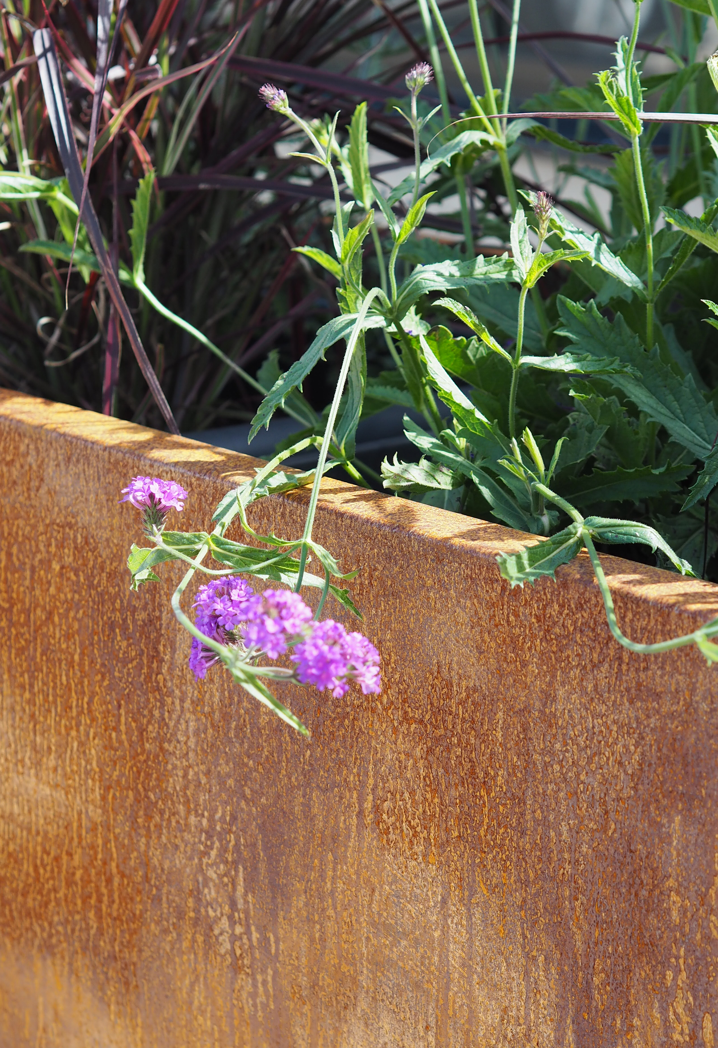 Oxidised Steel Planters